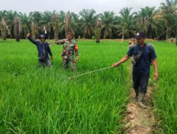 Tingkatkan Produksi Padi Balik Damen, Babinsa Terus Aktif Dampingi Petani Binaannya