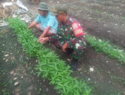 Babinsa Koramil 09/NL Komunikasi Sosial Bersama Petani Sayuran Kangkung di Pangkatan