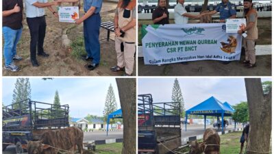 BNCT dan Lantamal I Belawan Salurkan Hewan Kurban bagi Masyarakat dan Pekerja Harian