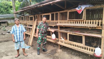 Babinsa Ikut Mendukung Warga Ternak Ayam Kampung Untuk Mendukung Ekonomi Warganya