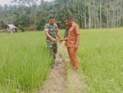 Dukung Program Pemerintah Swasembada Pangan, Babinsa Koramil 07/AKB Pantau Petani Desa Pematang