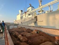 Komitmen Layanan Livestock,Pelindo Kawal Ketahanan Pangan Nasional