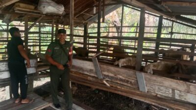 Usaha Ternak Warga Dapat Apresiasi dari Babinsa Koramil 09/NL