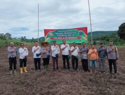 Polsek Sukaramai Dan Stackholder Terkait Dukung Ketahanan Pangan Dengan Melakukan Penanaman Bibit Jagung Serentak Kwartal III.