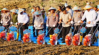 Tanam Jagung Serentak, Jenderal Sigit: Polri Siap Kawal Kedaulatan Pangan!