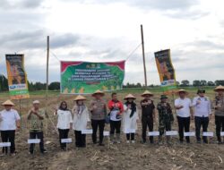 Polres Pelabuhan Belawan Tanam Jagung Serentak Kuartal III, Dukung Ketahanan Pangan Nasional