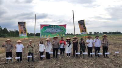 Polres Pelabuhan Belawan Tanam Jagung Serentak Kuartal III, Dukung Ketahanan Pangan Nasional