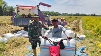Babinsa Koramil 09/NL Pendampingan Ketahanan Pangan Panen Padi Balik Damen