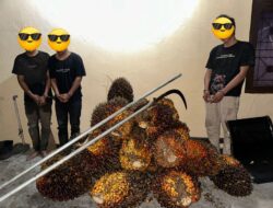 Polsek Tualang Ungkap Pencurian 800 Kilogram Sawit di Kebun PT SIR. 3 Pelaku Diamankan