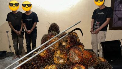 Polsek Tualang Ungkap Pencurian 800 Kilogram Sawit di Kebun PT SIR. 3 Pelaku Diamankan