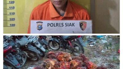 Pencurian 65 Tandan Sawit di Perkebunan PT Ivomas Tunggal, Polsek Kandis Amankan Satu Pelaku