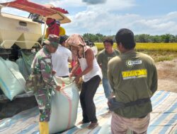 Babinsa Koramil 02/TL Dampingi Petani Panen Padi