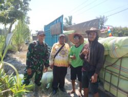 Babinsa Koramil 02/TL Melaksanakan pendampingan Pendistribusian Benih padi Bantuan Kementan RI