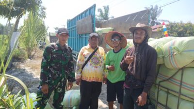 Babinsa Koramil 02/TL Melaksanakan pendampingan Pendistribusian Benih padi Bantuan Kementan RI