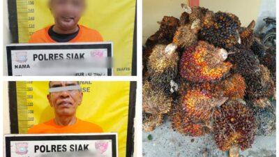 Pencurian 66 Tandan Sawit di Kebun PTPN IV, Dua Pelaku Diamankan Polsek Lubuk Dalam