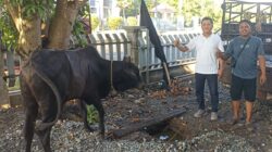 BNCT DAN BEA CUKAI BELAWAN KOLABORASI SALURKAN HEWAN QURBAN UNTUK MASYARAKAT BELAWAN