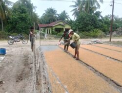 Perkuat Ketahanan Pangan Nasional, Koramil 02/TL Turun Langsung Dampingi Petani Semai Padi di Kualuh Hilir